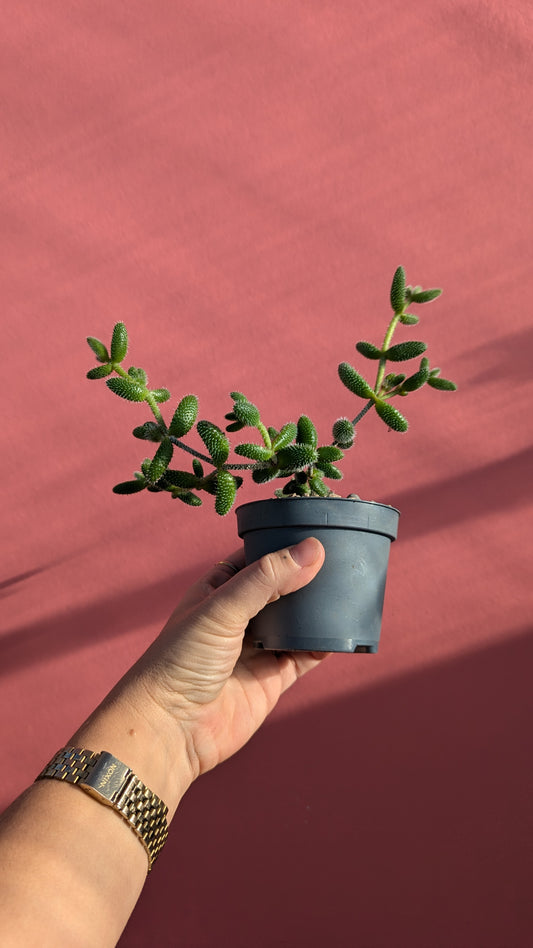 Delosperma 'Pickle Plant'