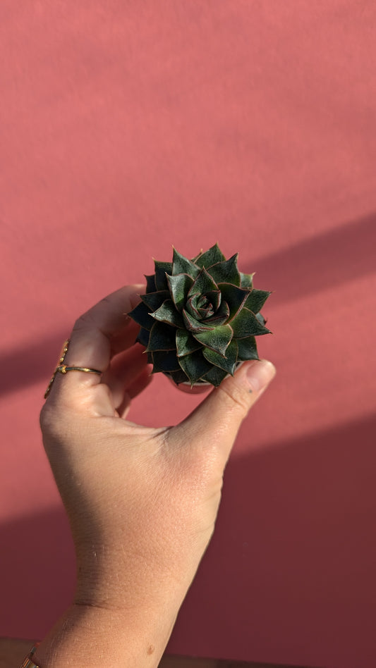 Echeveria purpusorum