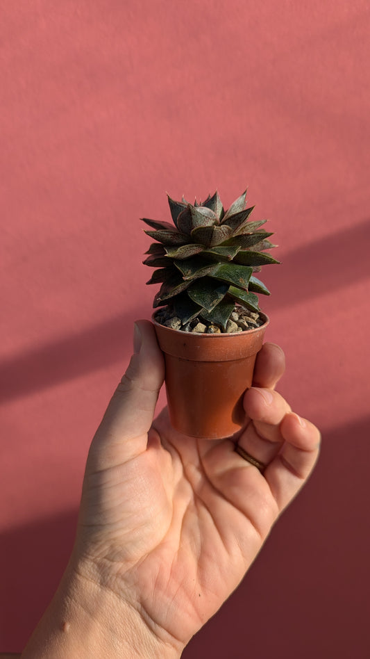 Echeveria purpusorum