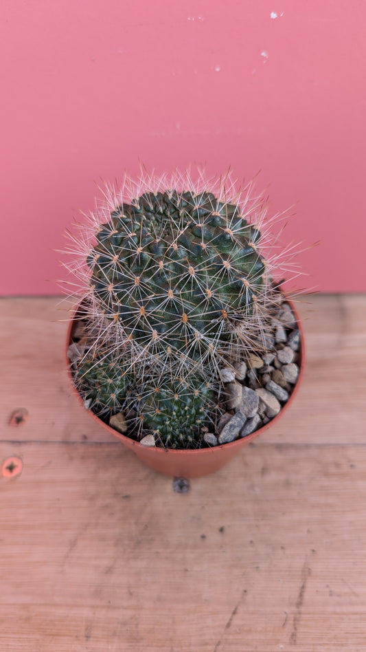 Rebutia species