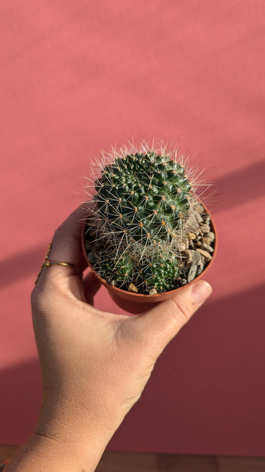 Rebutia species