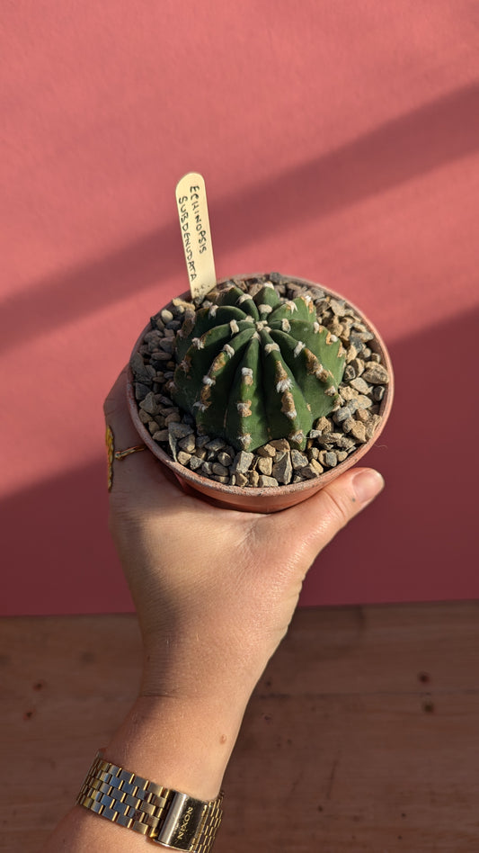 Echinopsis subdendudata