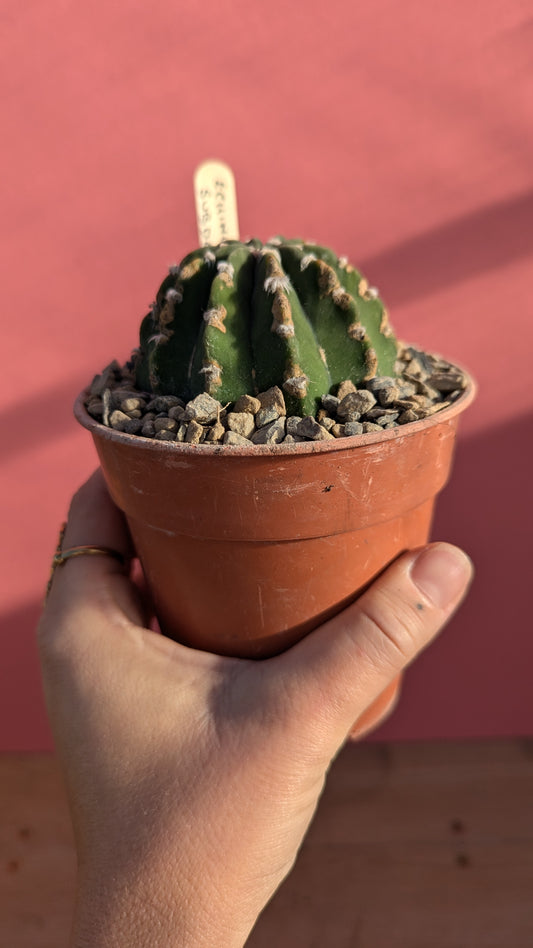 Echinopsis subdendudata