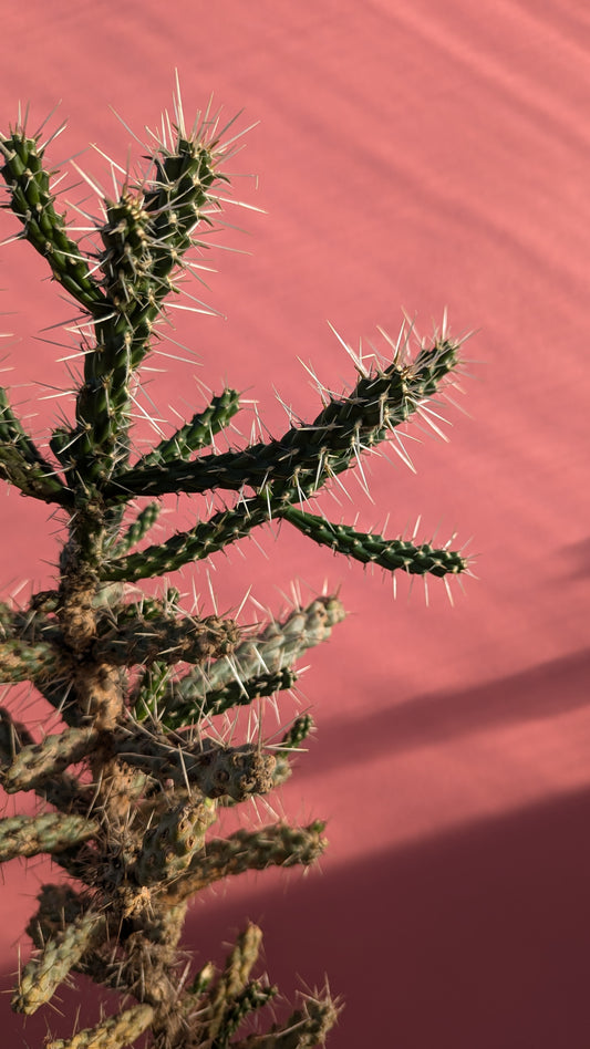 Cylindropuntia whipplei f. fredonia (Arizona)