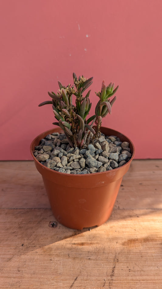 Delosperma cooperi