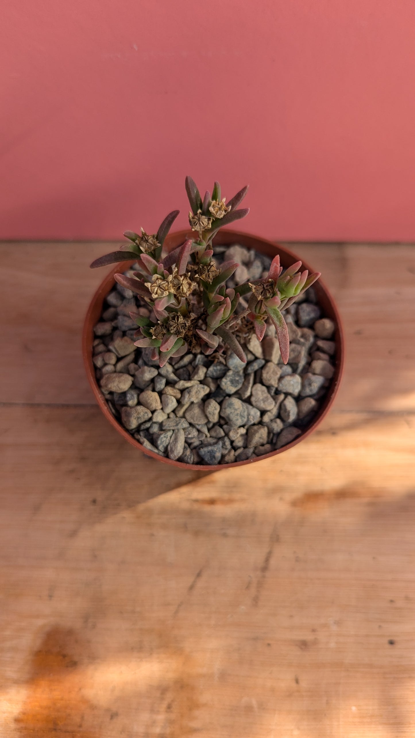 Delosperma cooperi