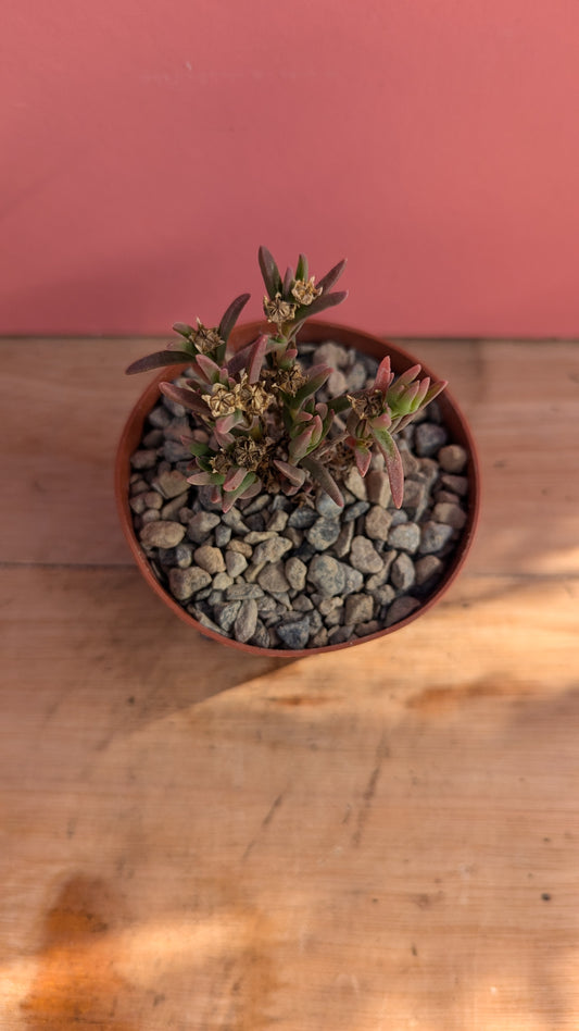 Delosperma cooperi