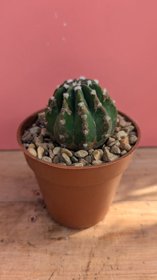 Echinopsis subdendudata small