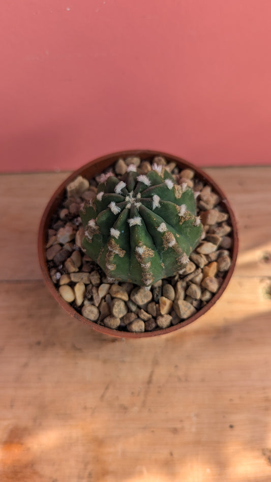 Echinopsis subdendudata small