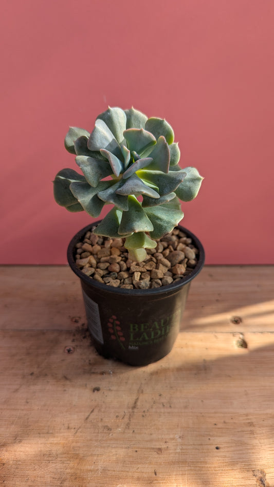 Echeveria shaviana pup