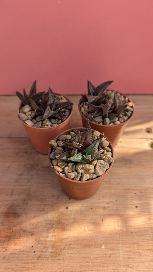 Haworthia tesselata pup