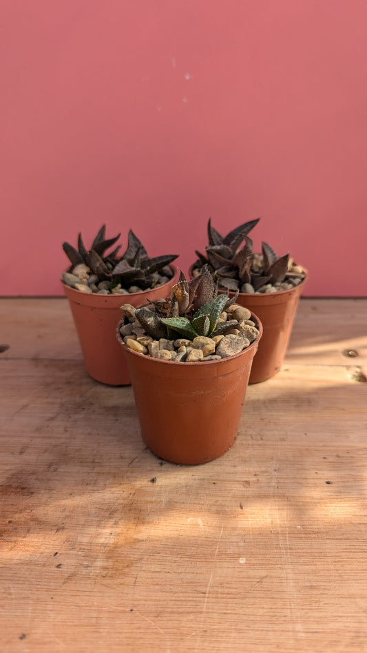 Haworthia tesselata pup