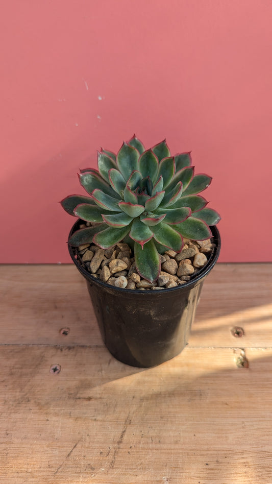 Echeveria pulidonis