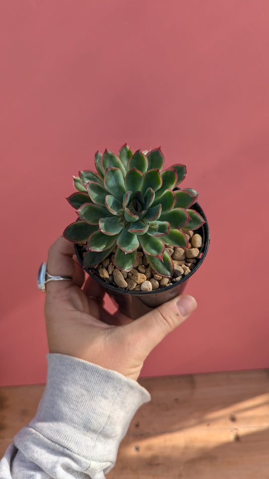 Echeveria pulidonis