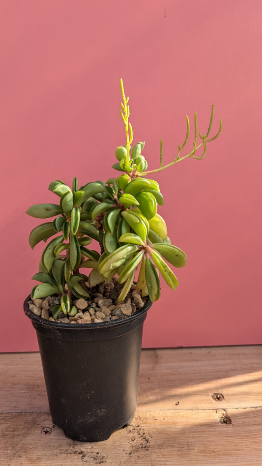 Peperomia rotundifolia 'Taco Plant'