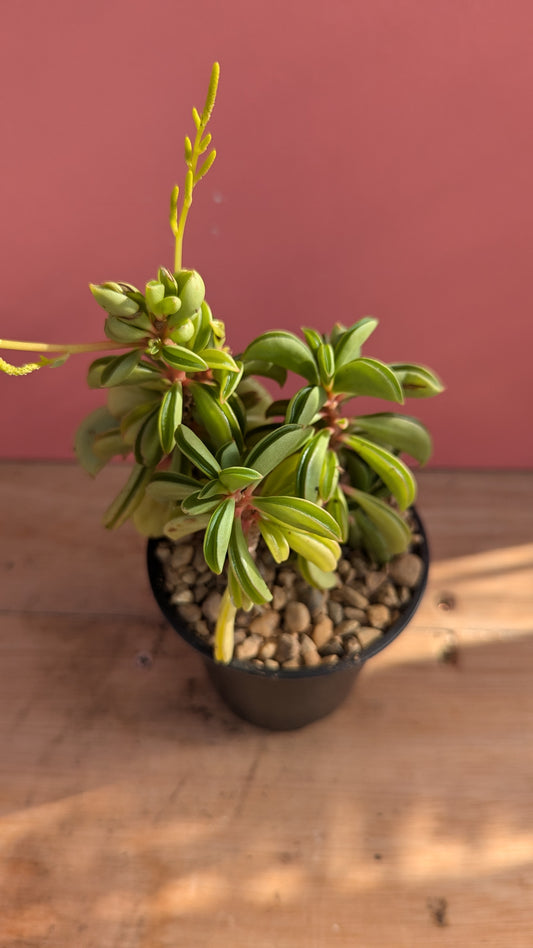 Peperomia rotundifolia 'Taco Plant'