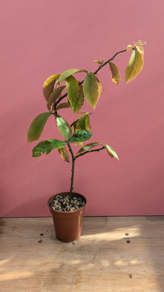 Pereskia godsefiana B