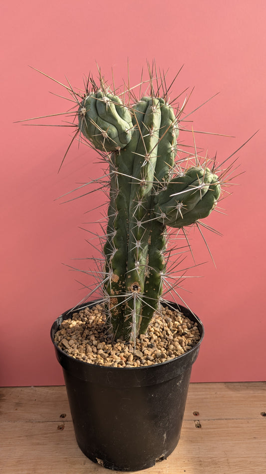 Stestonia coryne 'Toothpick Cactus' XL