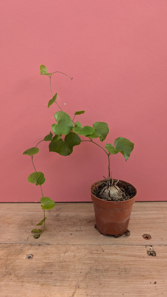 Dioscorea elephantipes