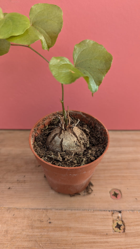 Dioscorea elephantipes