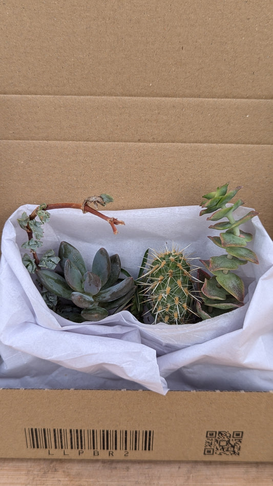 Cuttings Box