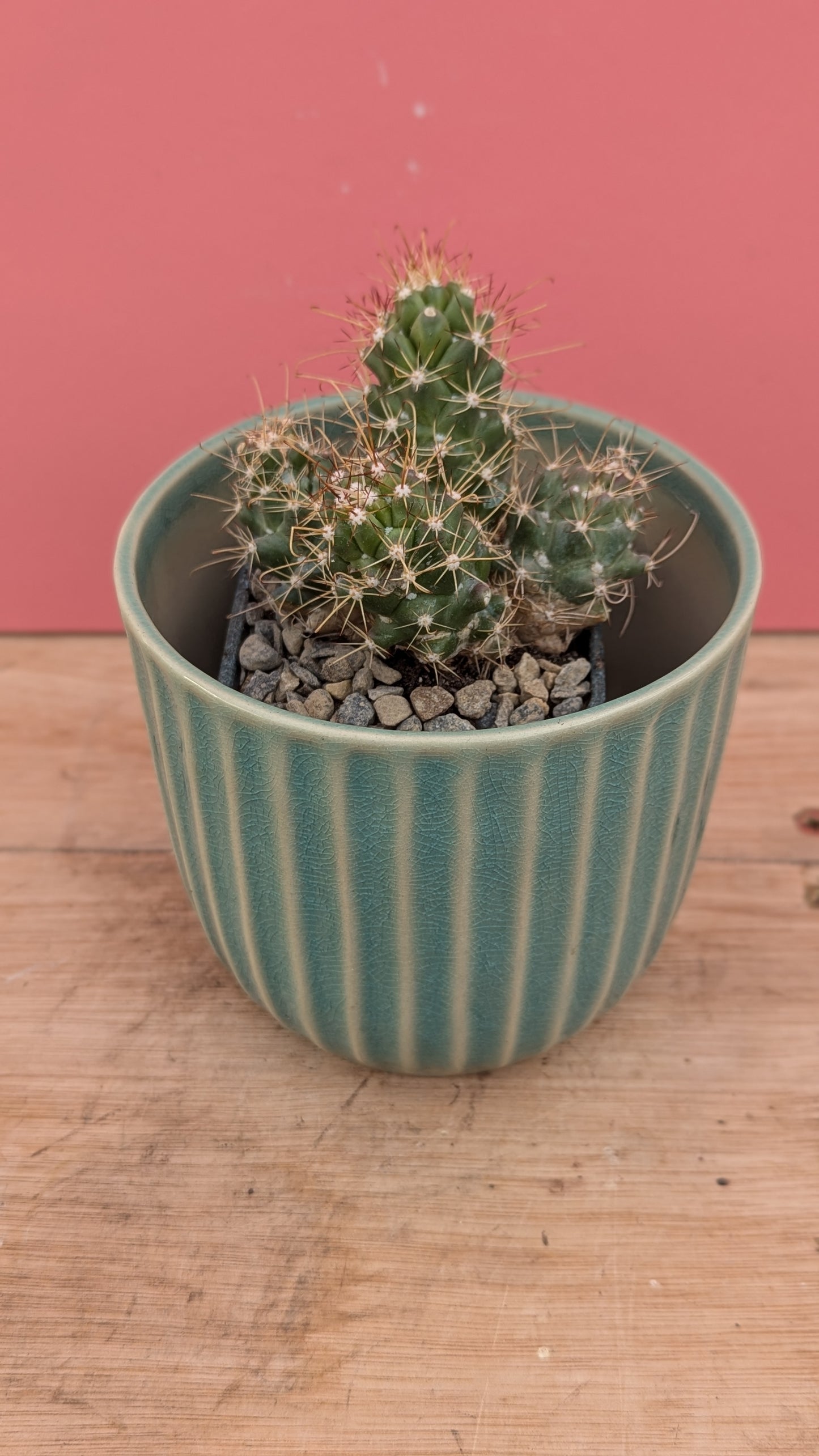 Blue ribbed pot