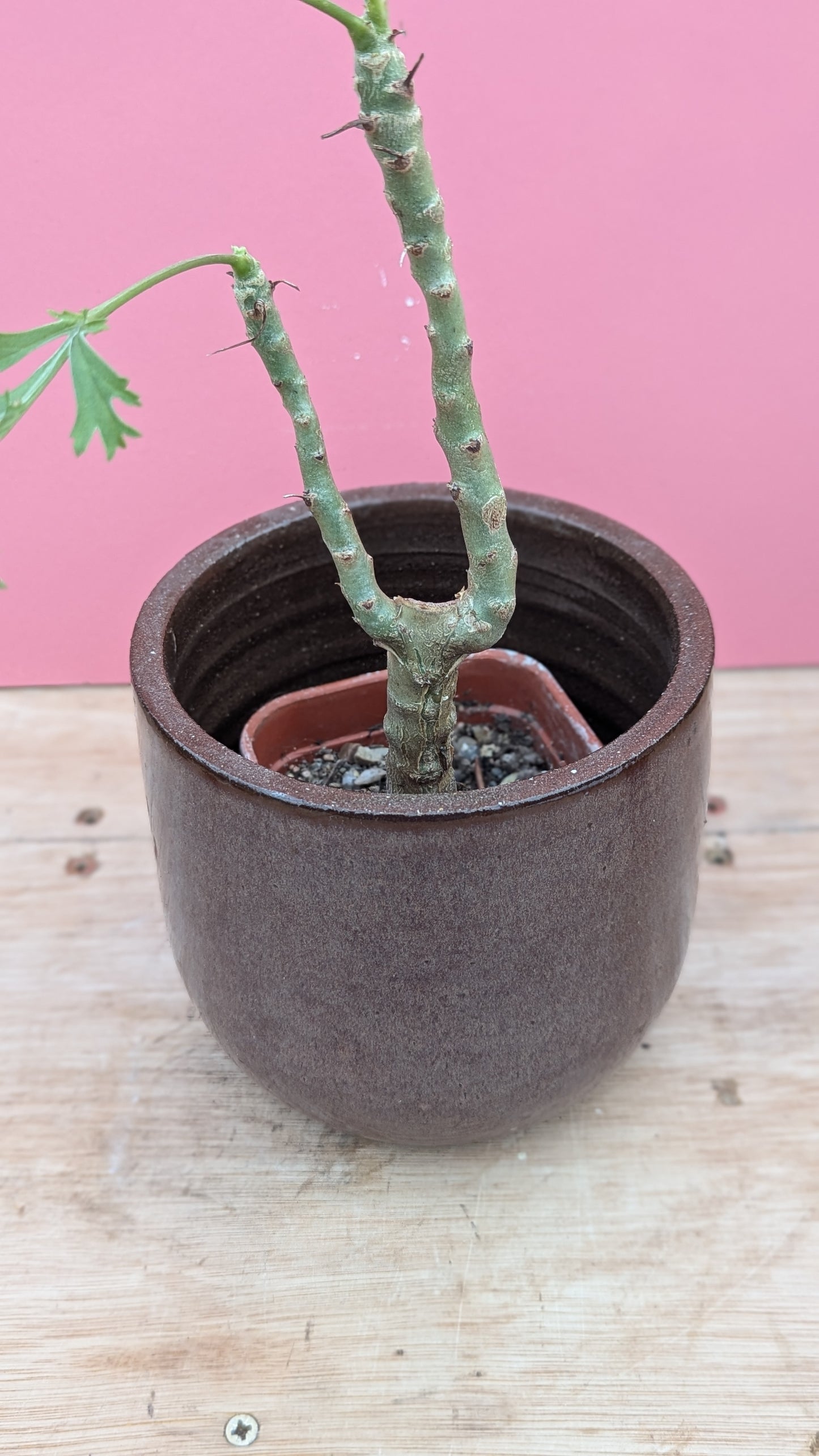 Brown glazed chunky pot