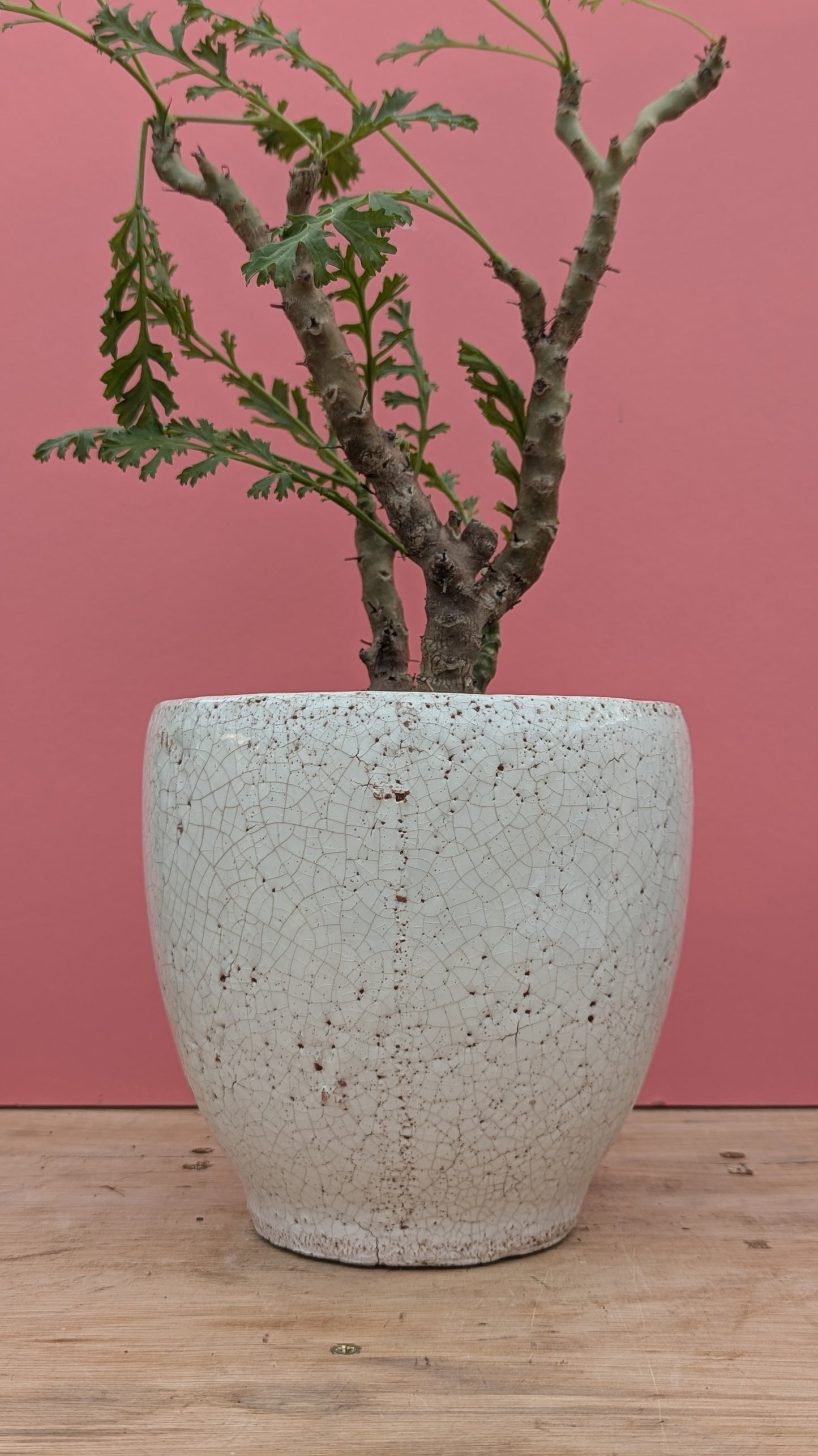 Chunky crackle glaze pot in white