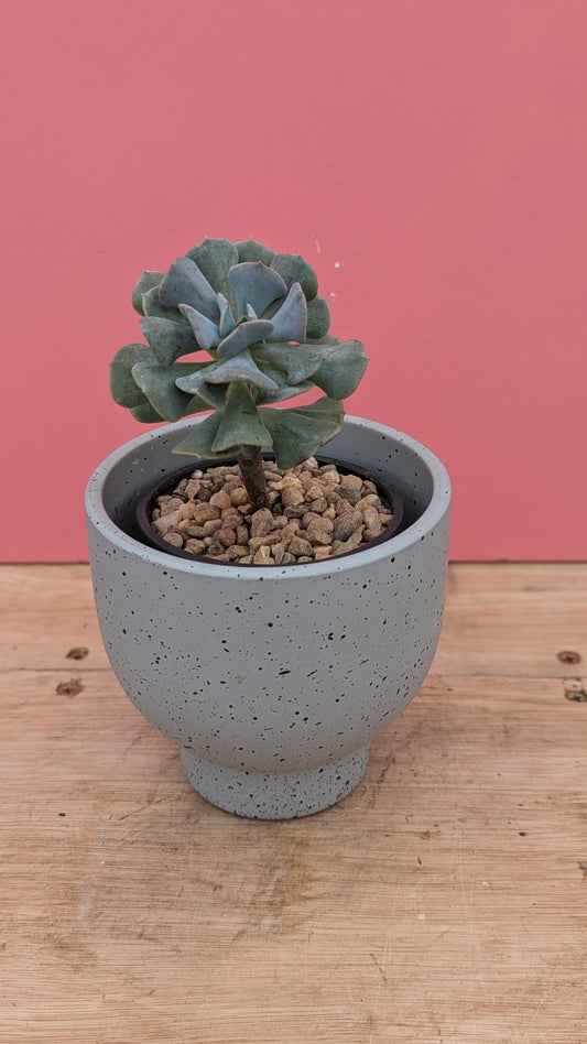 Grey speckle pot