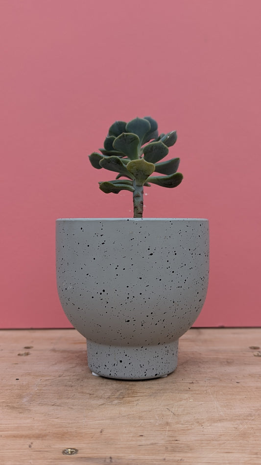 Grey speckle pot