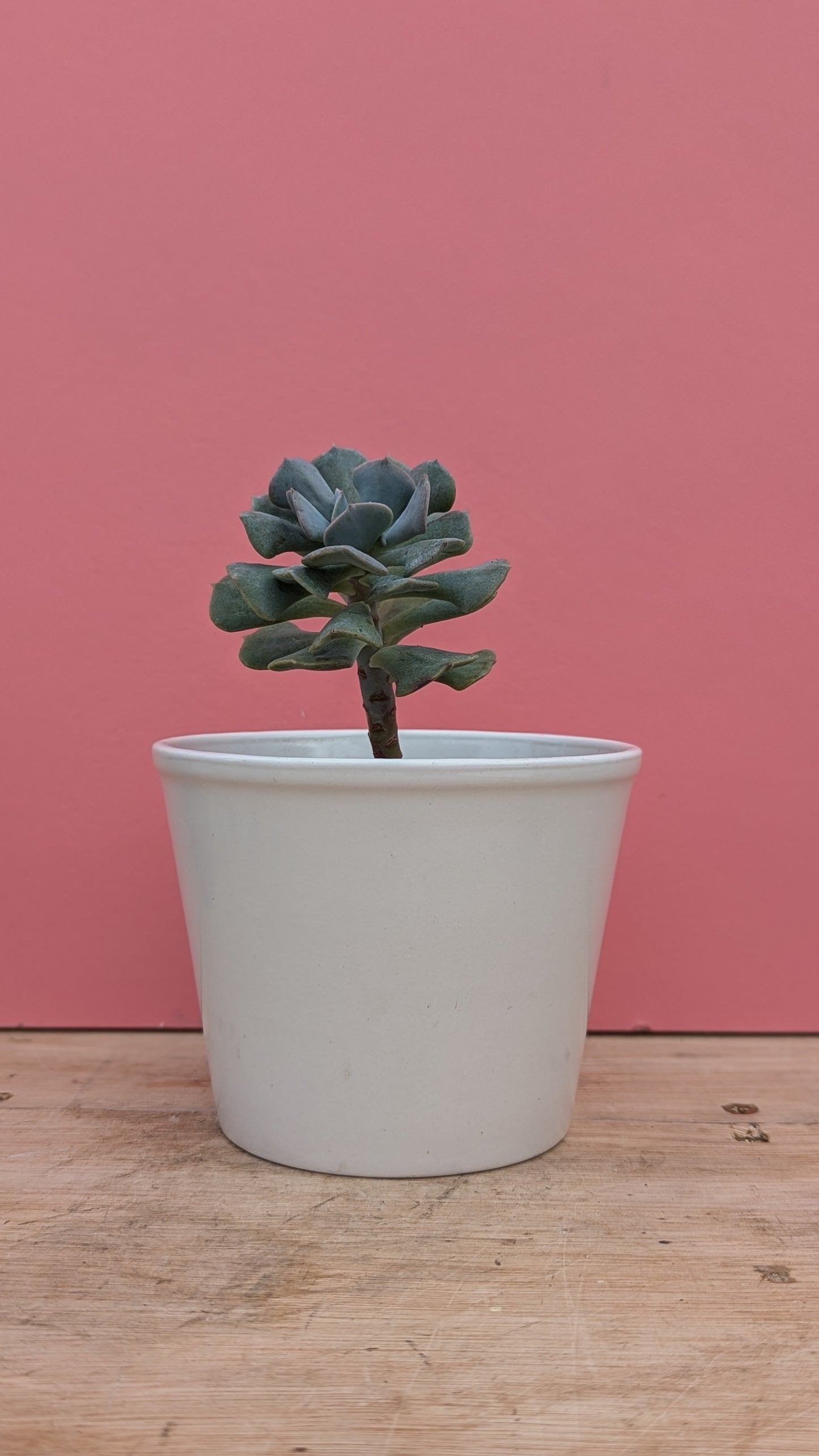 White lipped pot