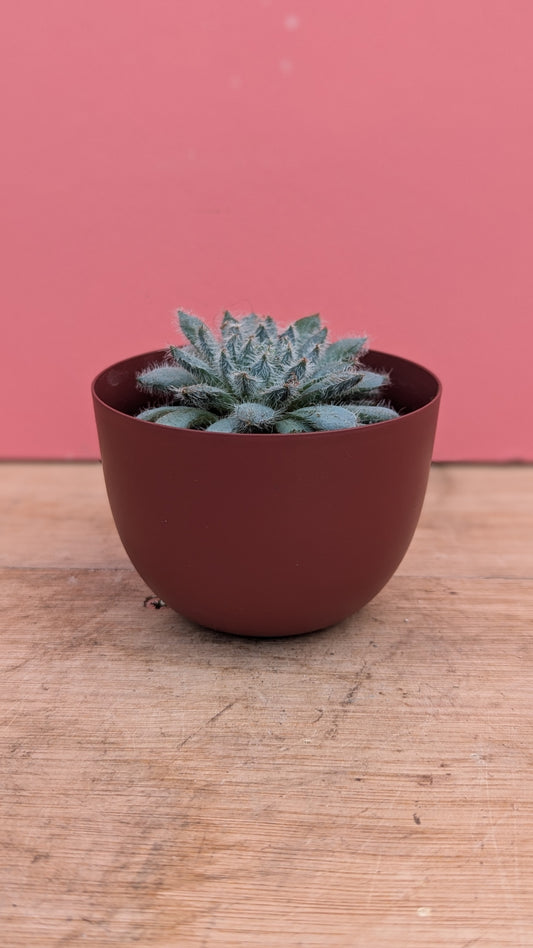 Small metal pot in burgundy