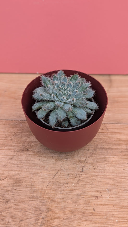 Small metal pot in burgundy