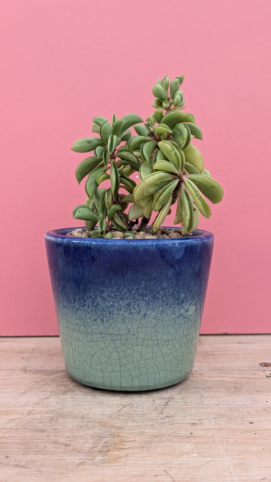 Crackle glaze pot in blue/green