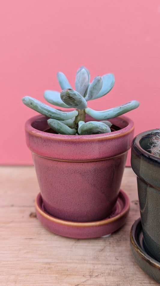 Clint pot with saucer