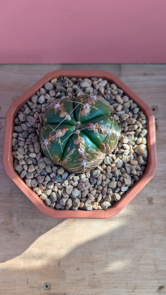 Gymnocalycium horstii