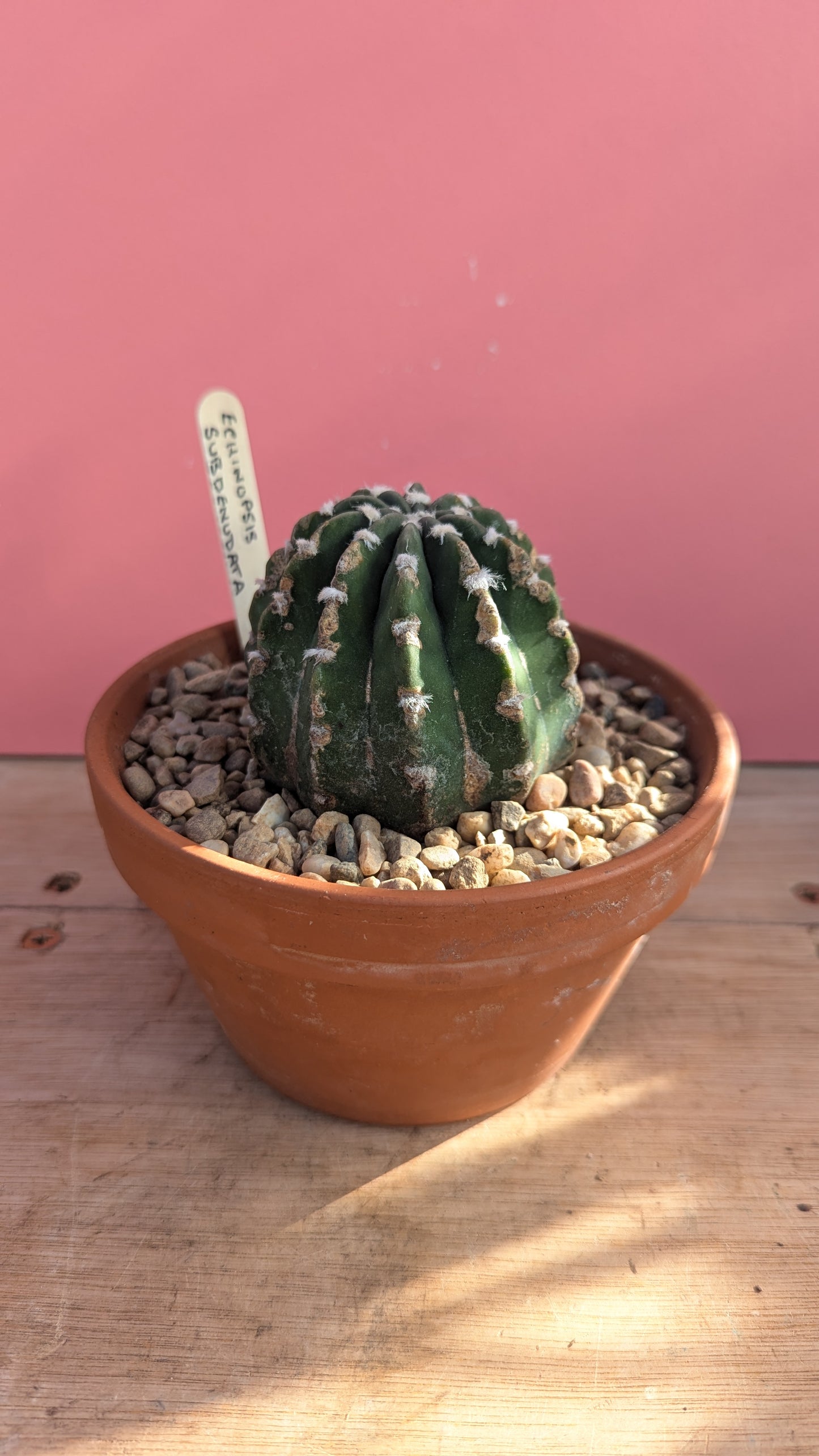 Echinopsis subdenudata in terracotta