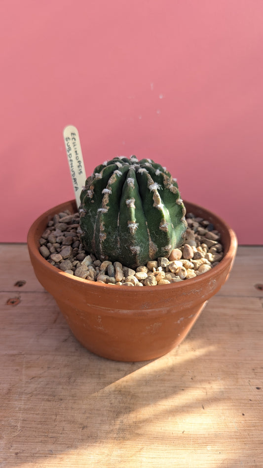 Echinopsis subdenudata in terracotta