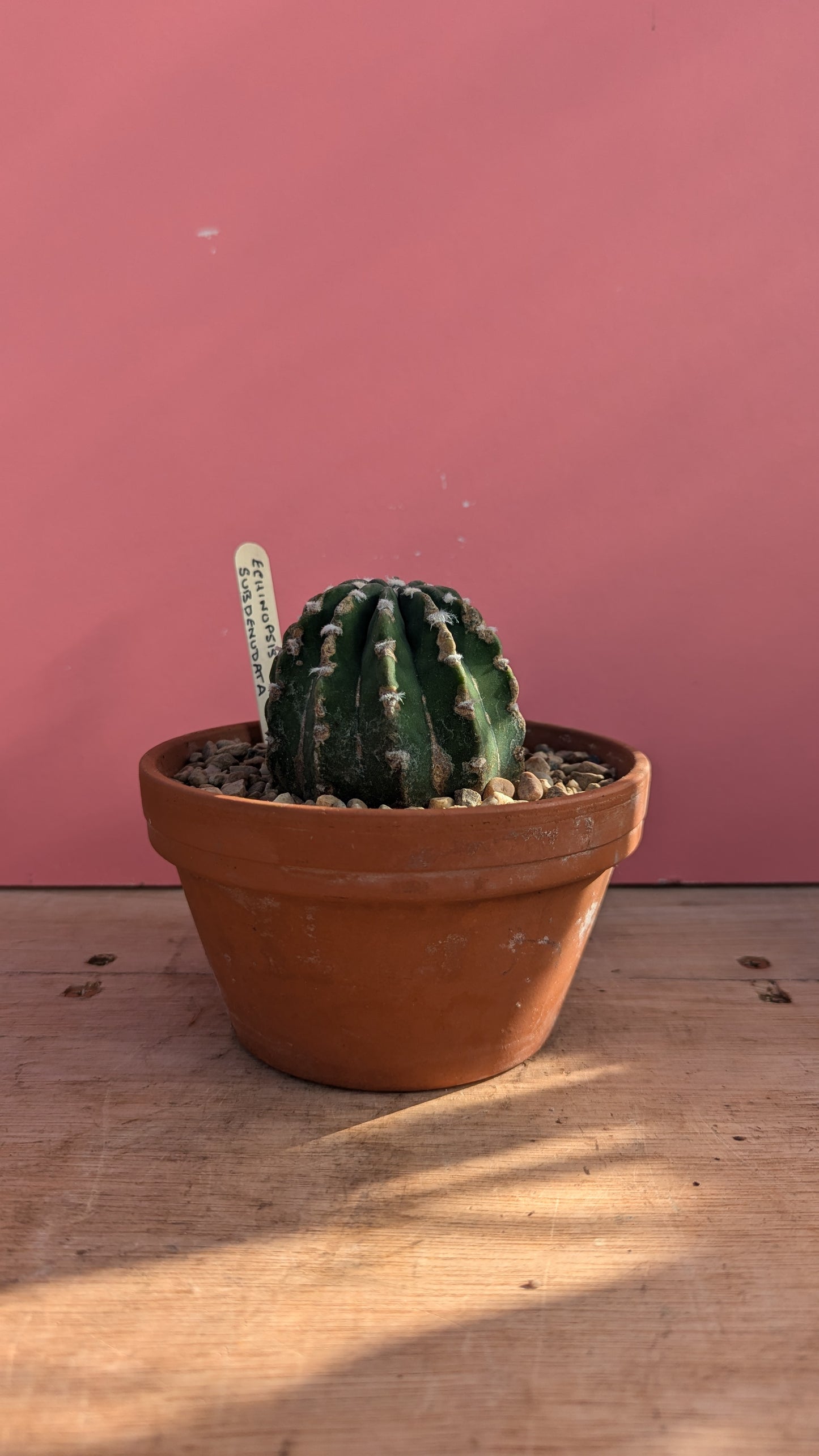 Echinopsis subdenudata in terracotta