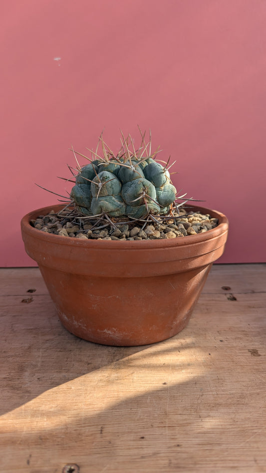 Thelocactus hexaedrophorus in terracotta