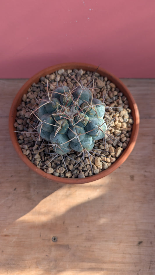 Thelocactus hexaedrophorus in terracotta