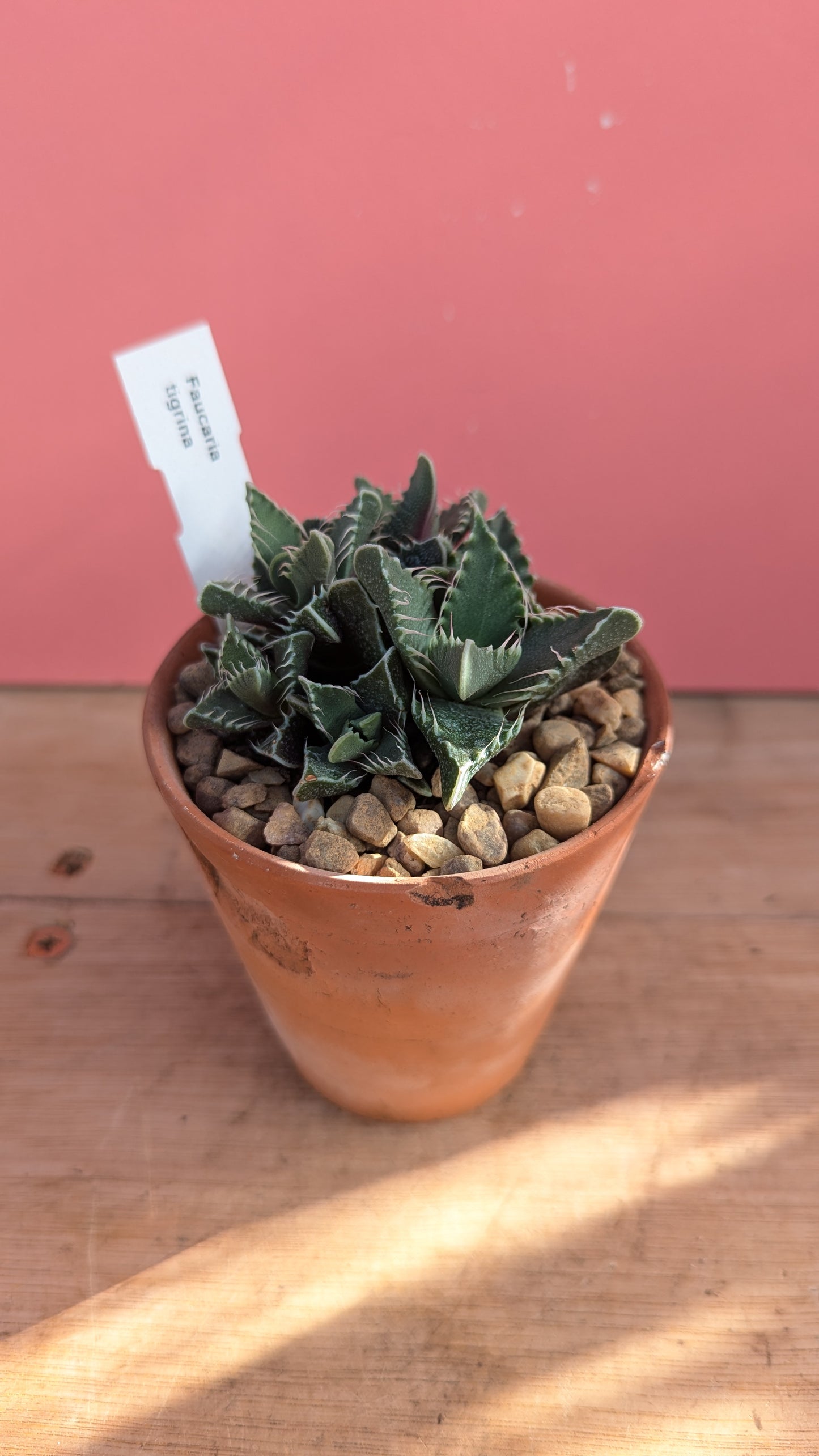 Faucaria tigrina 'Tiger Teeth'