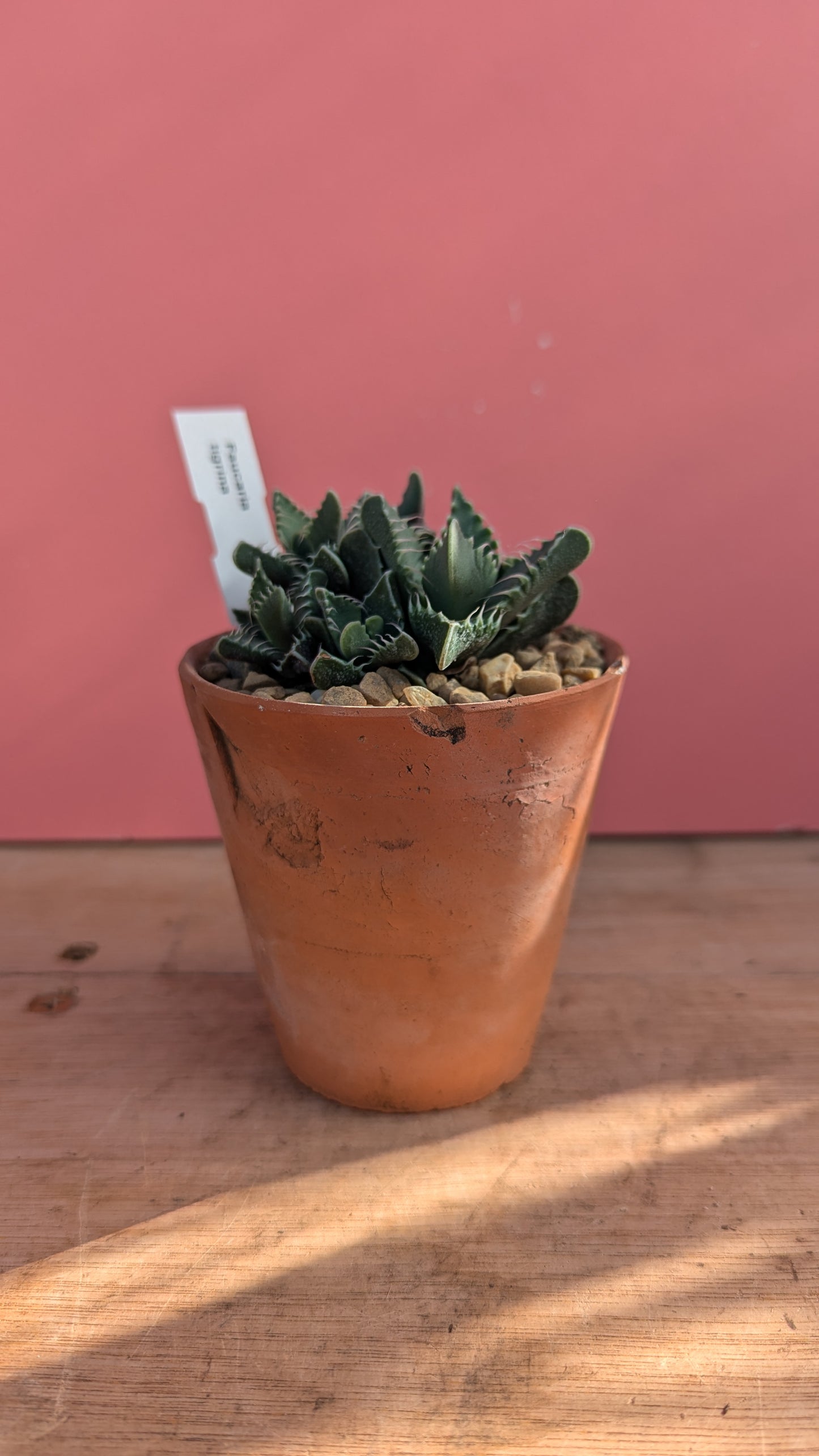 Faucaria tigrina 'Tiger Teeth'