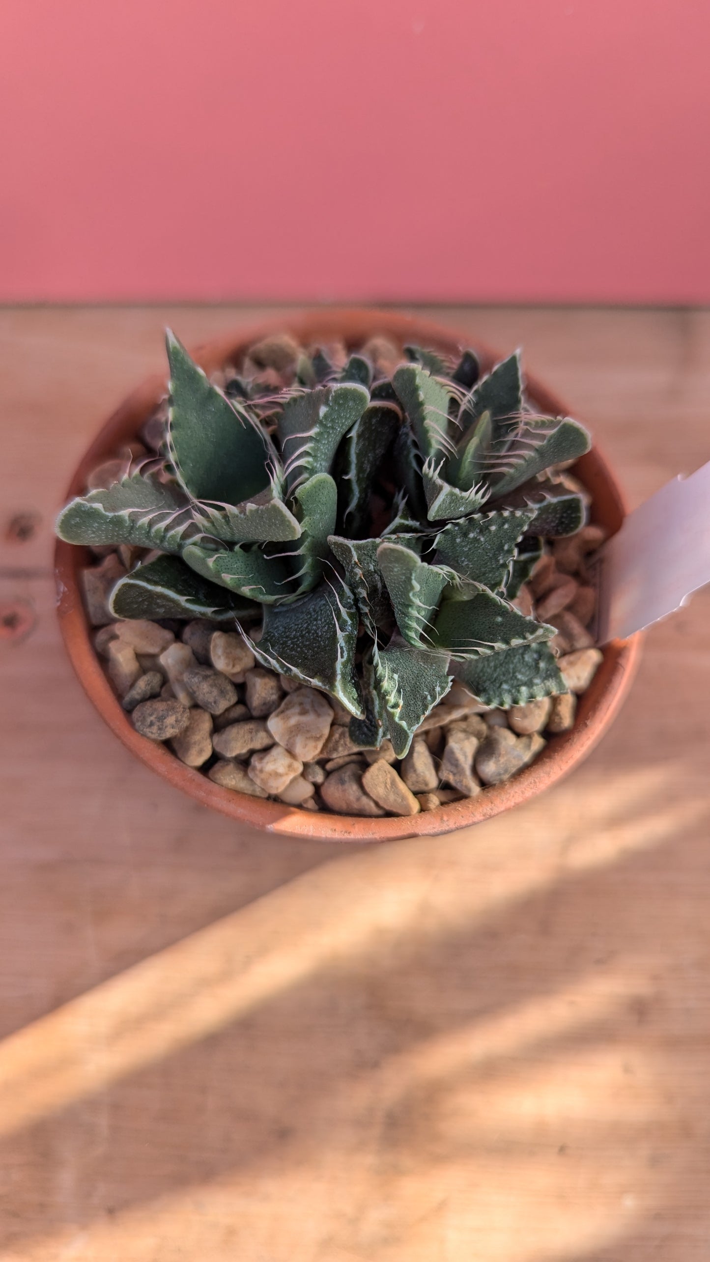 Faucaria tigrina 'Tiger Teeth'