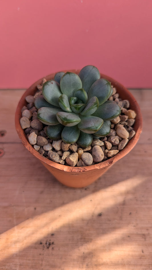 Graptoveria amethorum in vintage terracotta