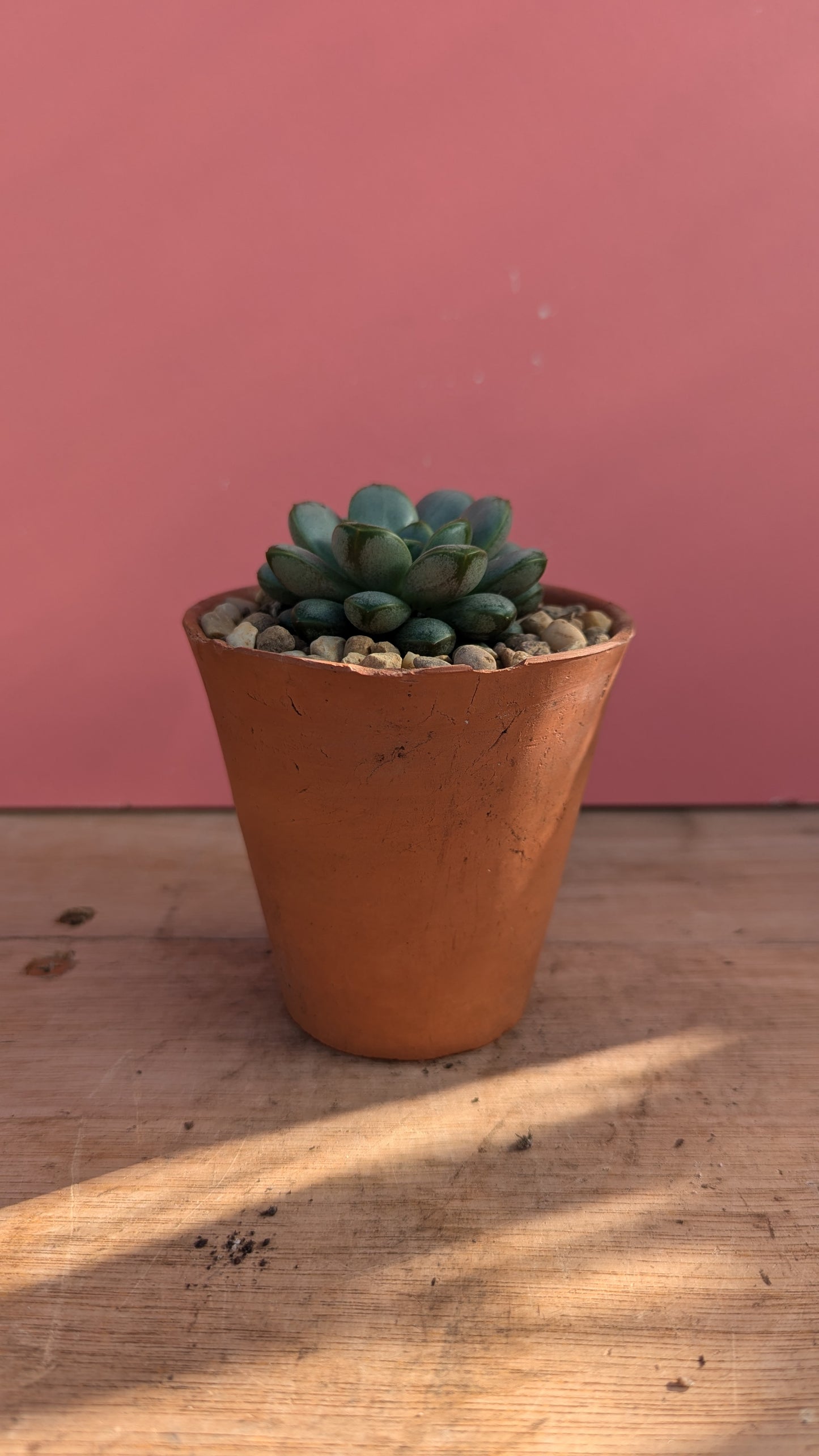 Graptoveria amethorum in vintage terracotta