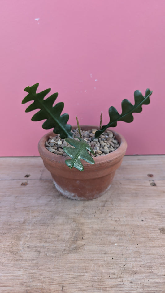 Epiphyllum anguliger in vintage terracotta