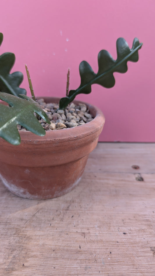 Epiphyllum anguliger in vintage terracotta