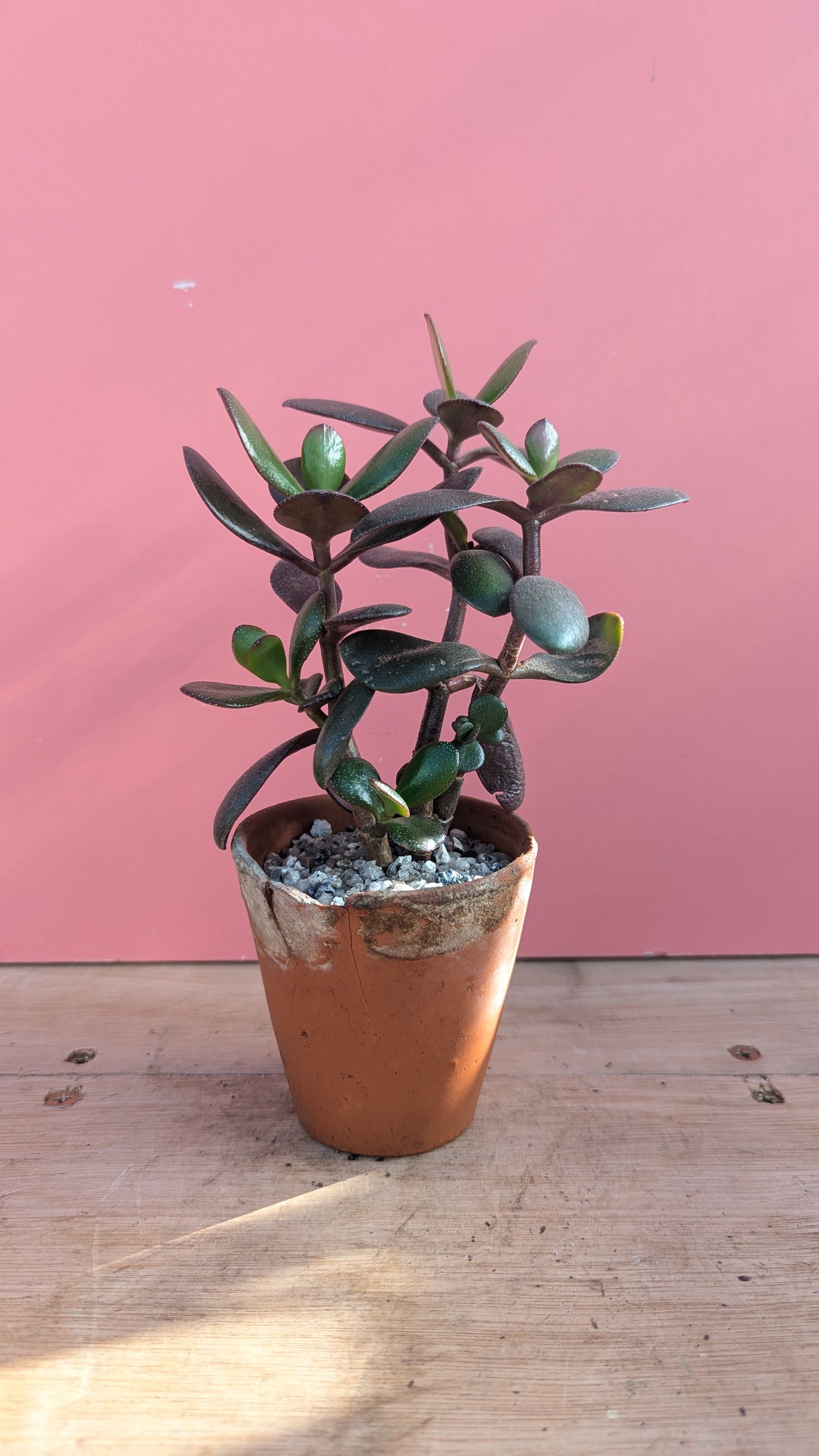 Crassula ovata in vintage terracotta 4