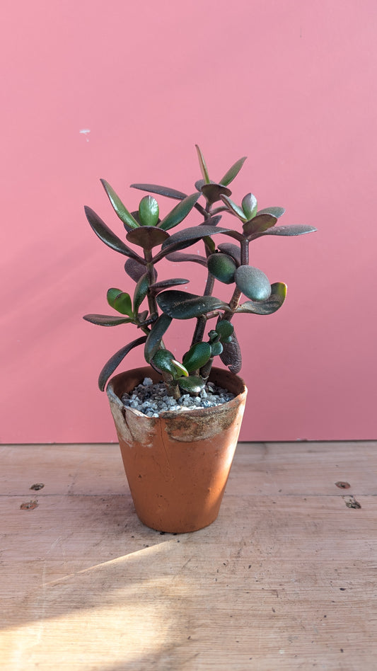 Crassula ovata in vintage terracotta 4